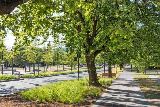 Paved urban walkway lined with trees in Amsterdam neighbourhood